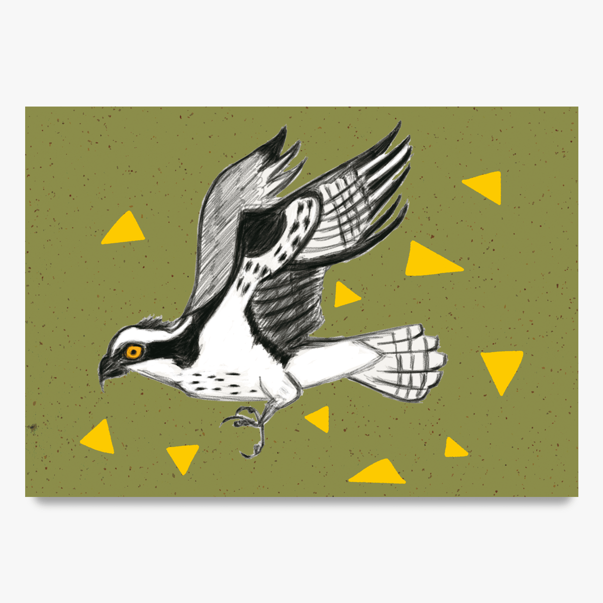 Osprey Greetings Card Well Spotted