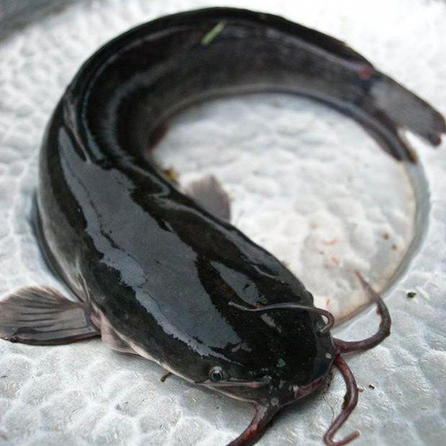 Wellspring Catfish Farms