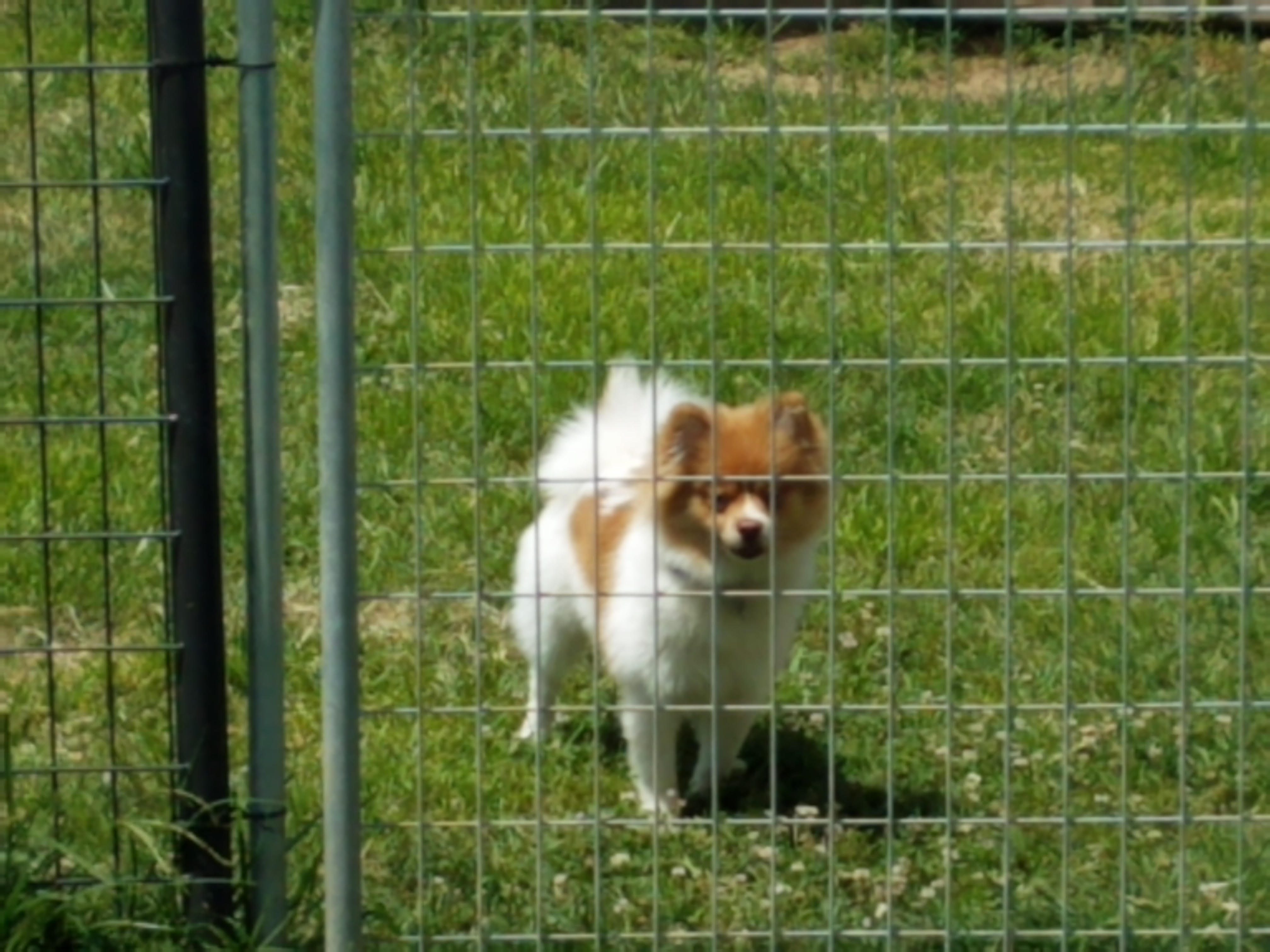 Dog Boarding Service in Rockbridge County, VA Dog Boarders