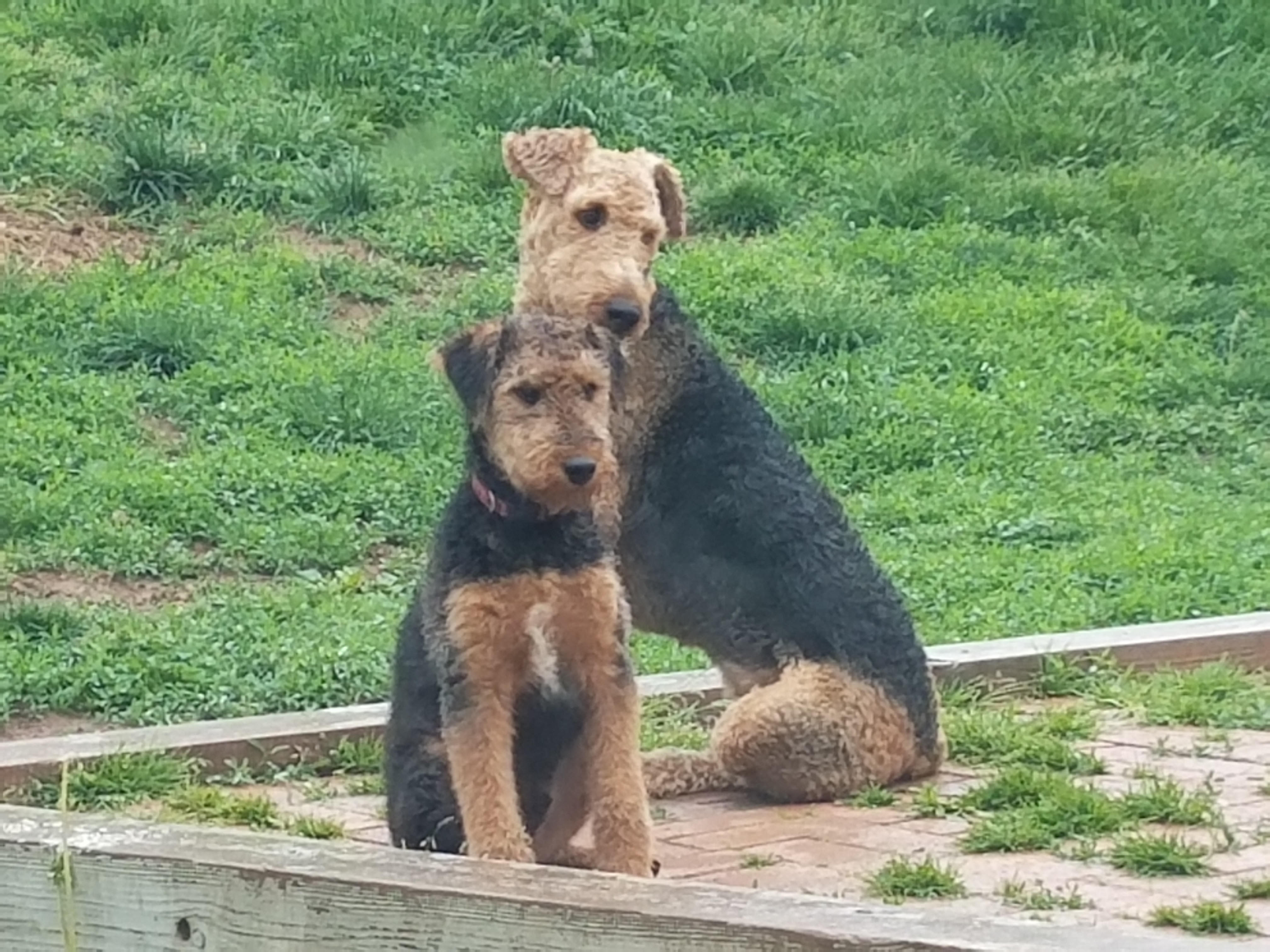 Dog Boarding Service in Rockbridge County, VA Dog Boarders