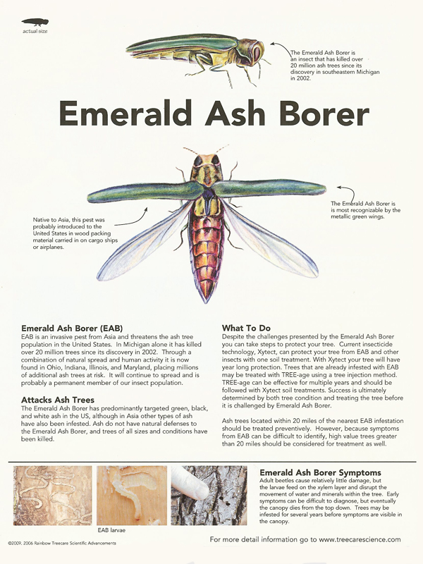 Emerald Ash Borer Treatment Princeton, West Windsor, NJ Wells Tree