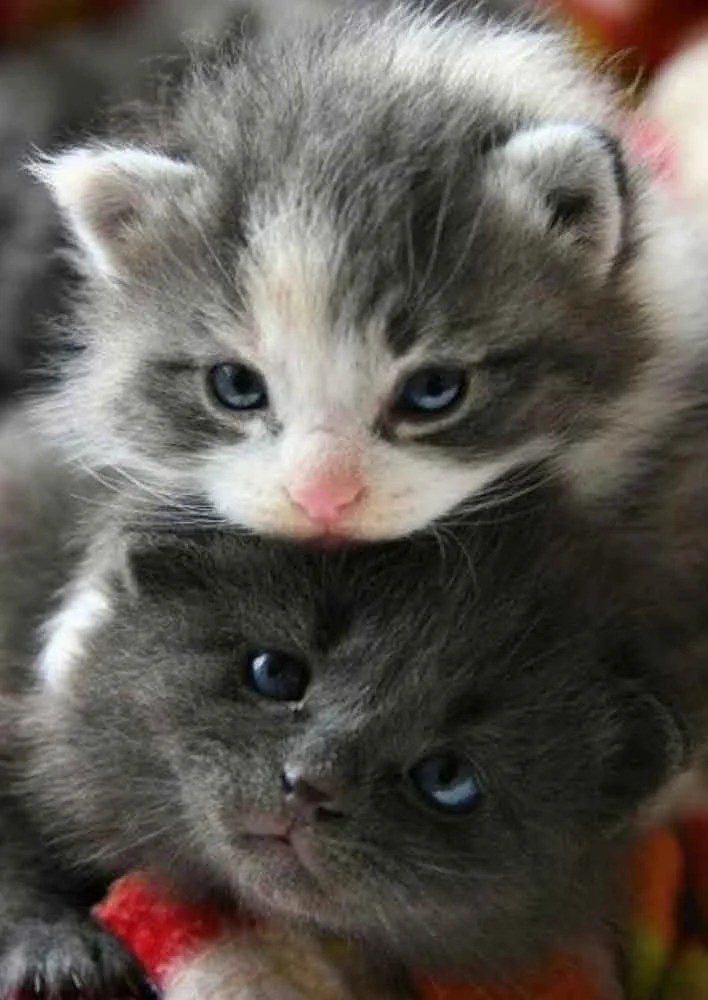 Bowled Over By Cuteness 8th November 2019 We Love Cats and Kittens