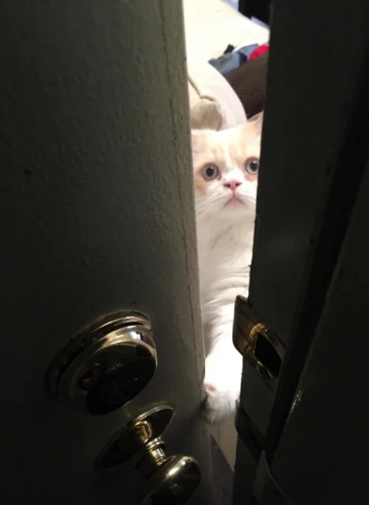 Cat Puts On the Saddest Face Each Time Her Owner Leaves for Work We