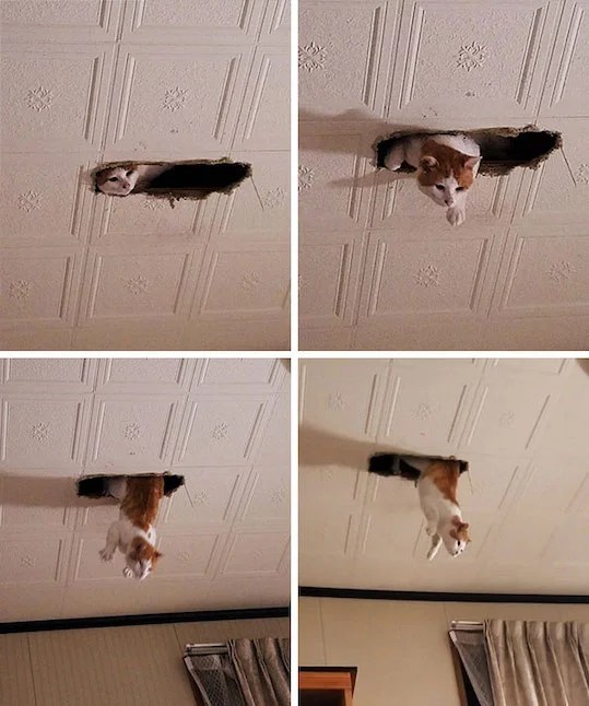 25 Funny Pictures of Cats Watching You From the Ceiling We Love Cats