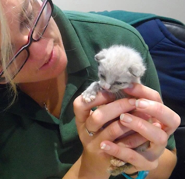 Abandoned Newborn Kitten Defies Odds to Shelter's Greatest