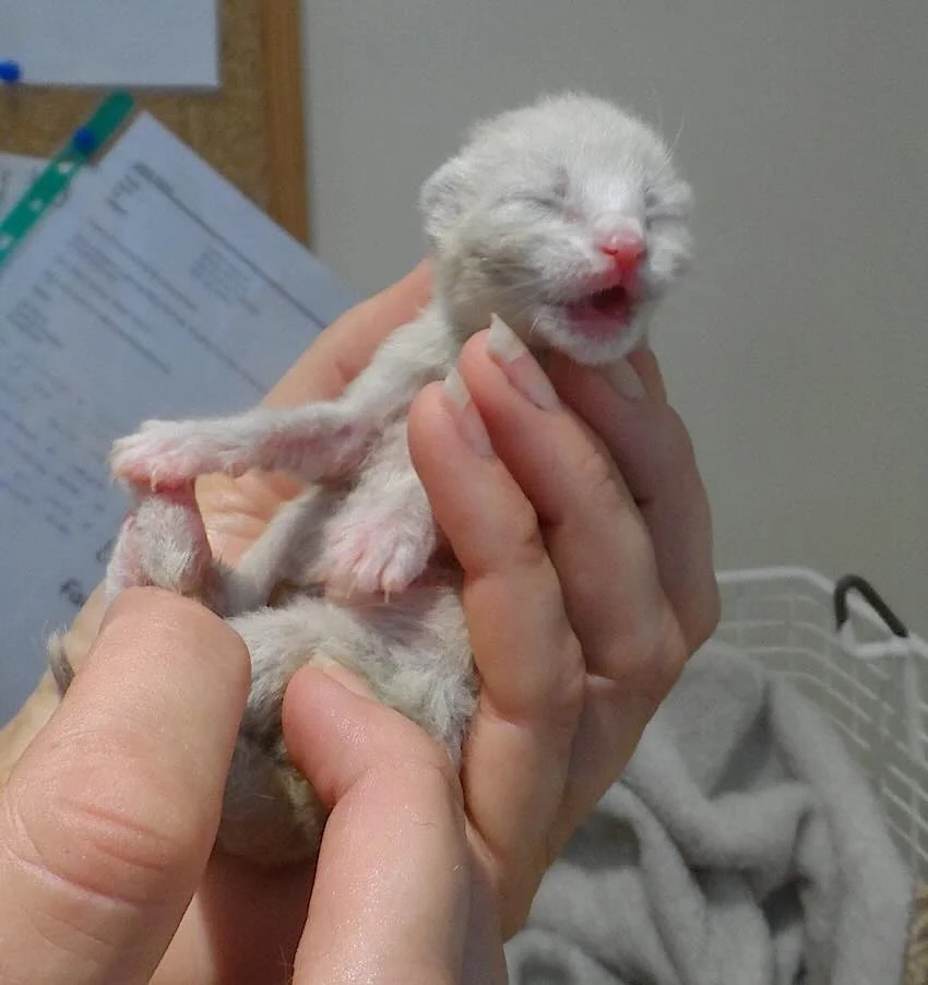 Abandoned Newborn Kitten Defies Odds to Shelter's Greatest