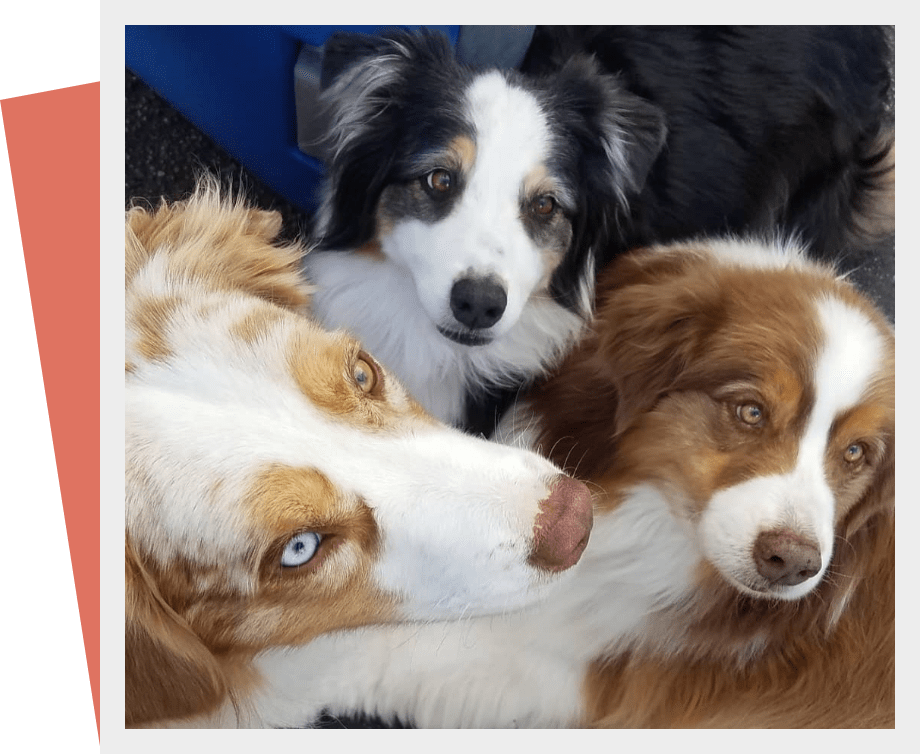 Day Care We Love Dogs