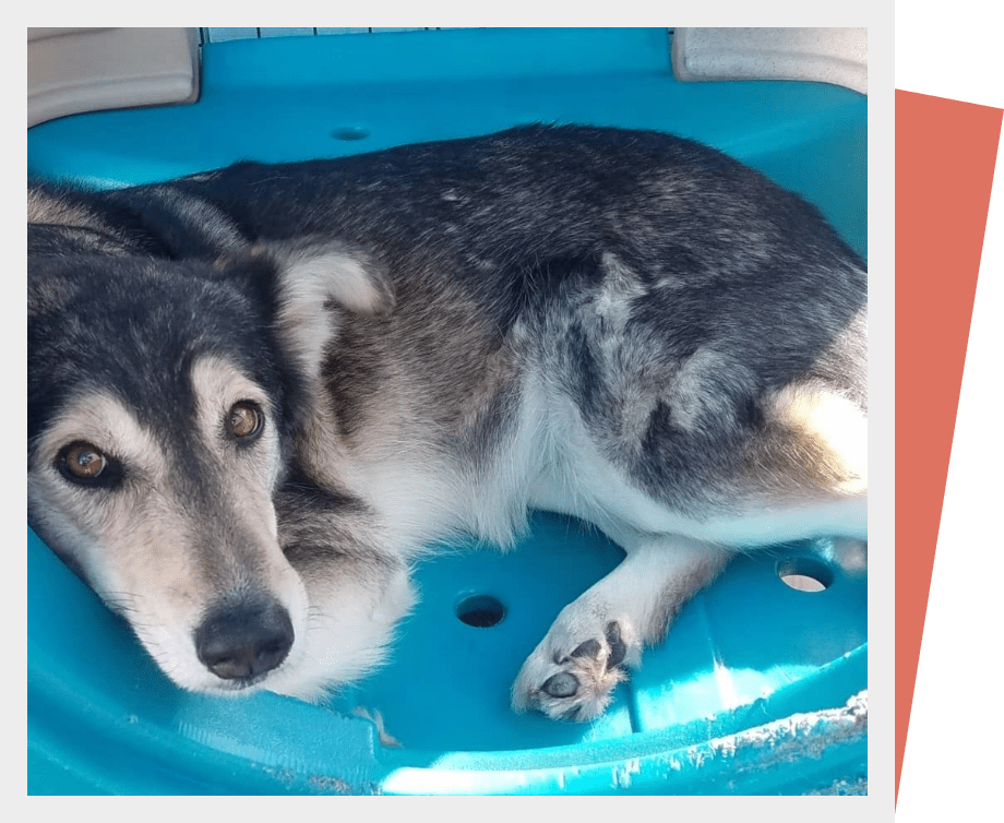 Day Care We Love Dogs