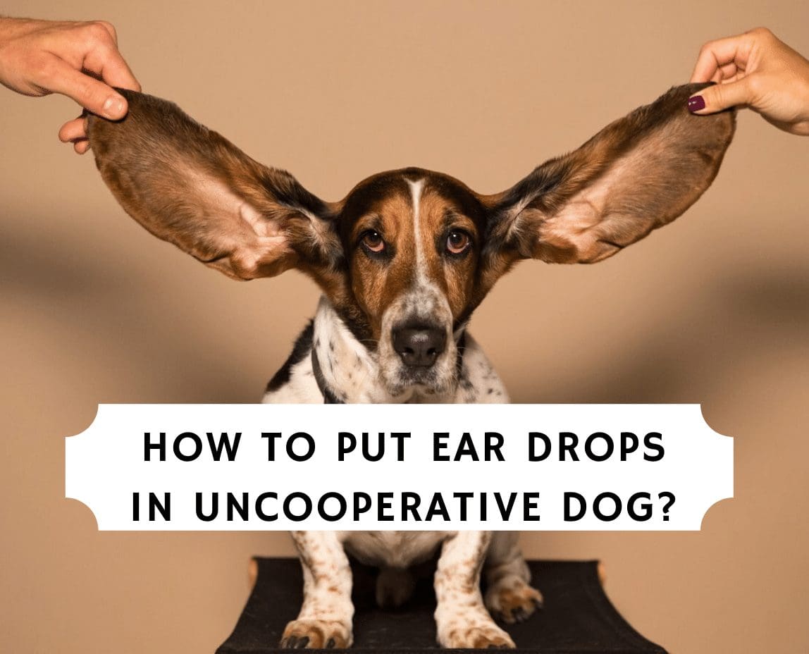 How to Put Ear Drops in Uncooperative Dog? We Love Doodles