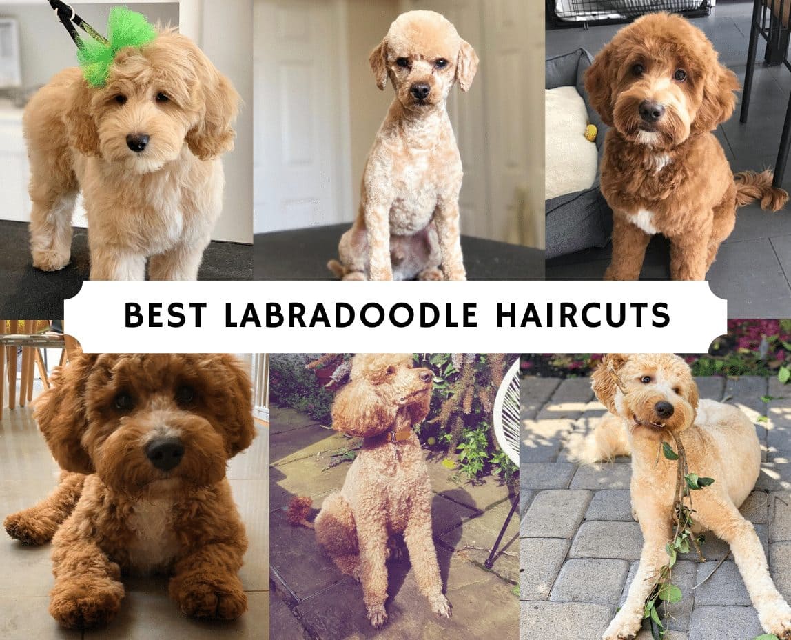 Best Labradoodle Haircuts (Puppy Cut, Teddy Bear Cut, etc.) We Love Doodles