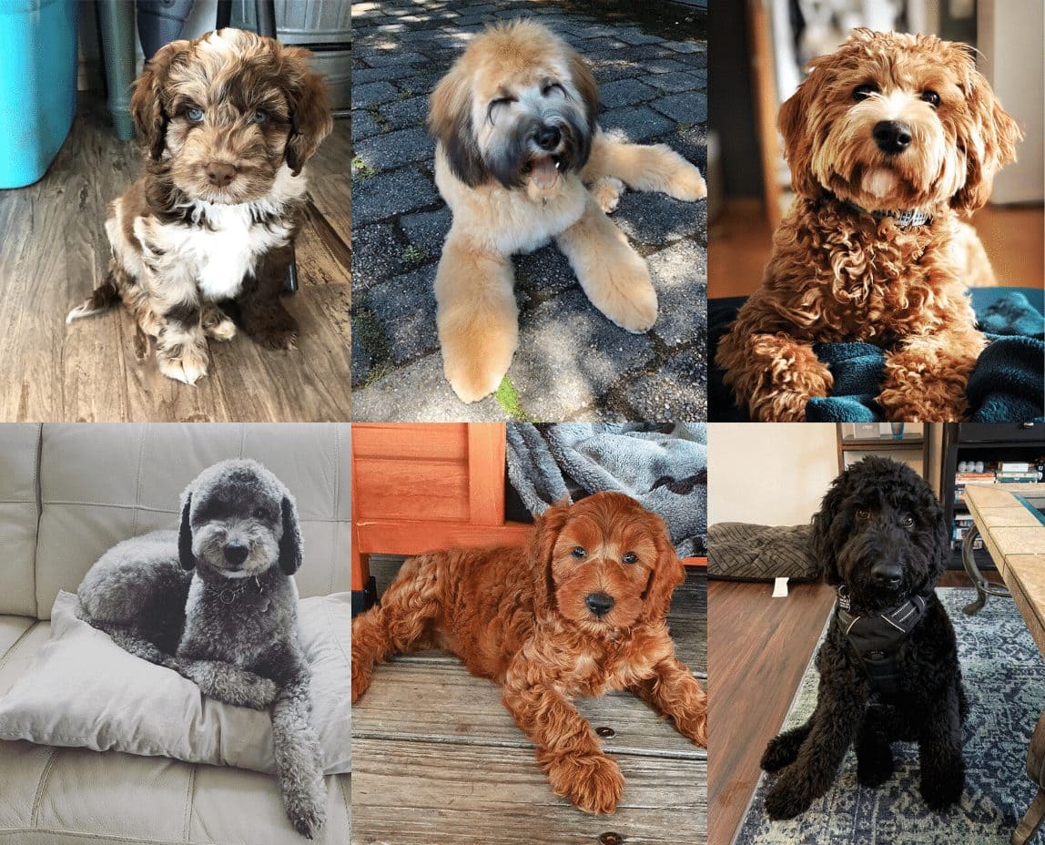 Avoid choosing a name that is age sensitive. Labradoodle Colors A Complete Guide We Love Doodles