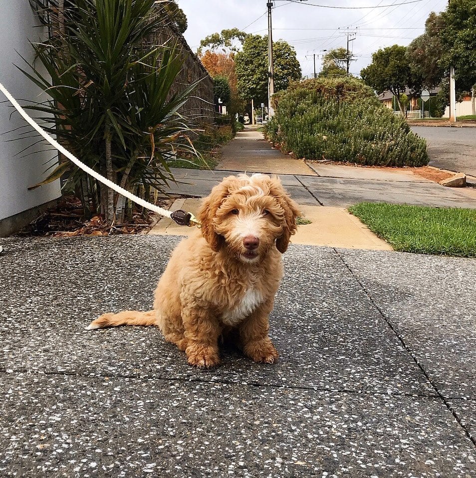 What Labradoodle size is best? Mini, Medium, Standard We Love Doodles