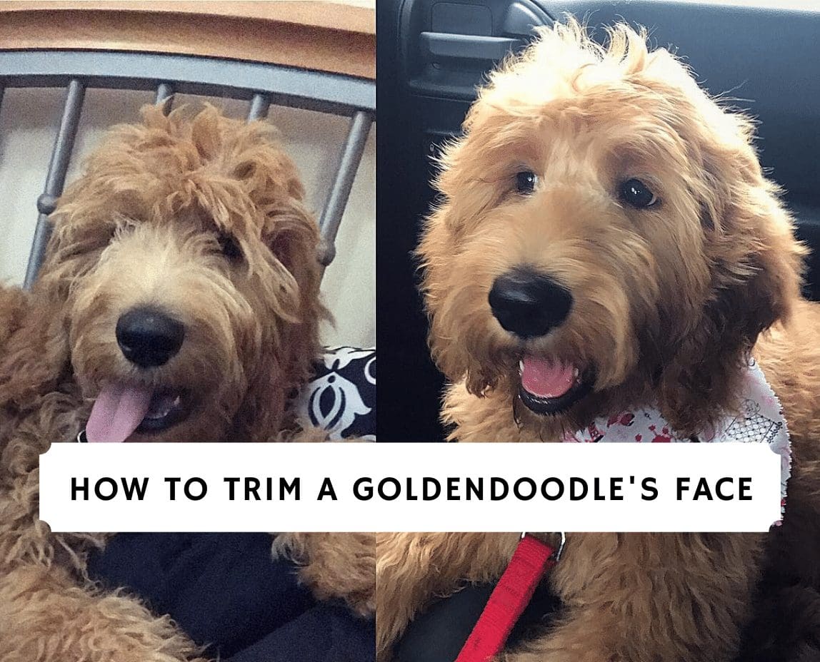 While this is very true, i still recommend seeking out a skilled trainer and setting aside time to train you pup especially when. How To Trim A Goldendoodle S Face 2021 We Love Doodles