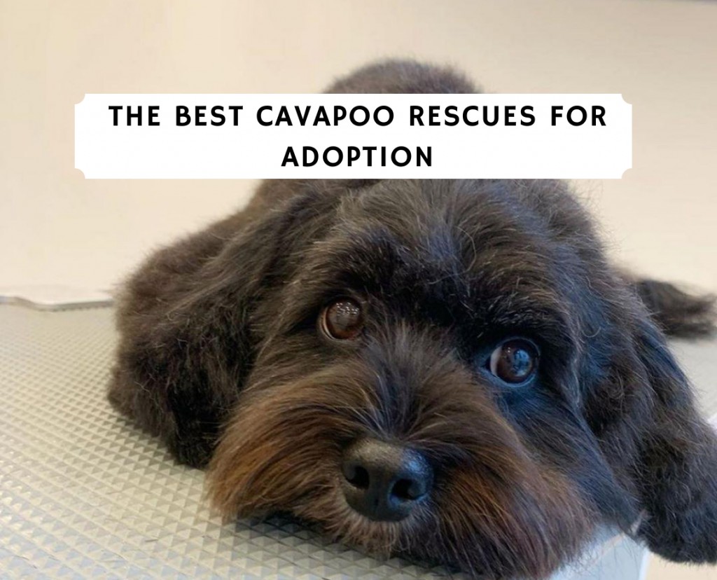 Best Cavapoo Rescues for Adoption (2022) Top 8 Picks! We Love Doodles
