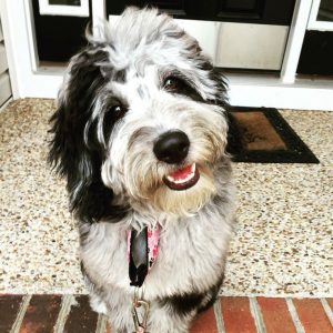 Aussiedoodle Rescues For Adoption - Top 5 Picks! (2022) - We Love Doodles
