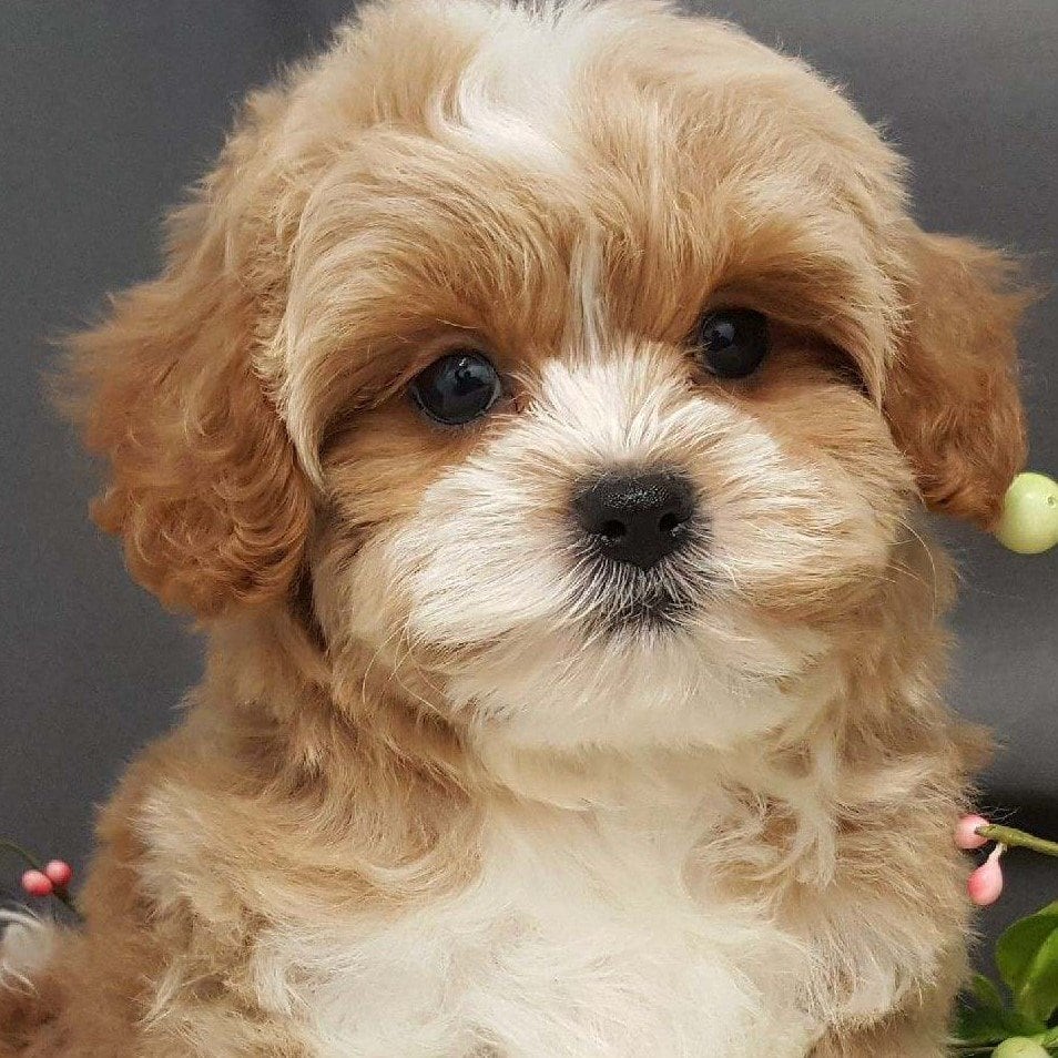 6 Best Cavapoo Breeders in Florida!(2022) We Love Doodles