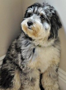 Aussiedoodle Rescues For Adoption - Top 5 Picks! (2022) - We Love Doodles
