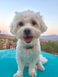 Maltipoo Rescues For Adoption - Top 7 Picks! (2022) - We Love Doodles