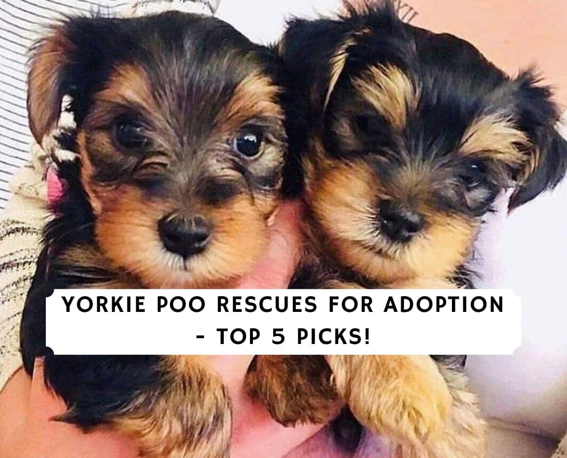 Yorkie Poo Rescues for Adoption Top 5 Picks! (2022) We Love Doodles