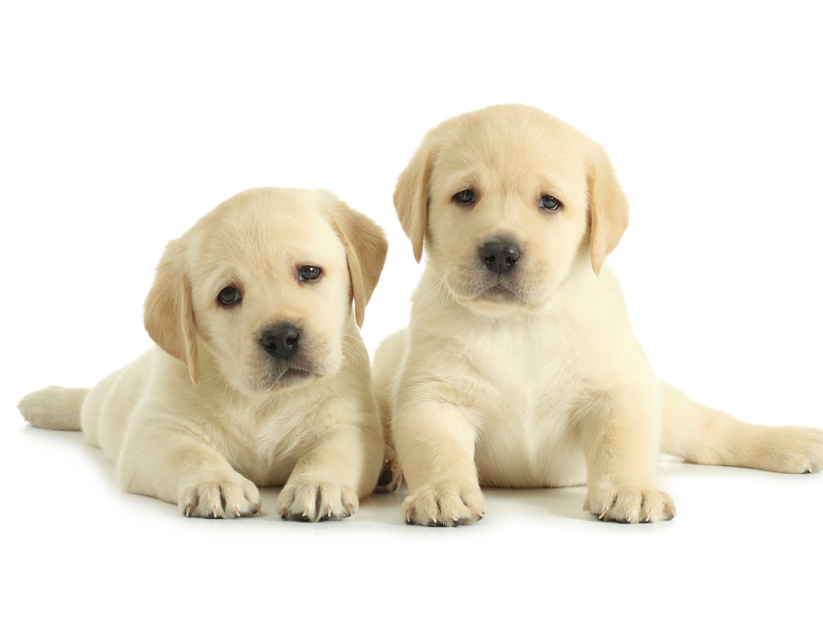 Labrador breeders in California Top Picks! (2024)