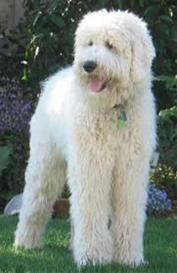5 Best Pyredoodle Breeders in the United States! (2022) We Love Doodles