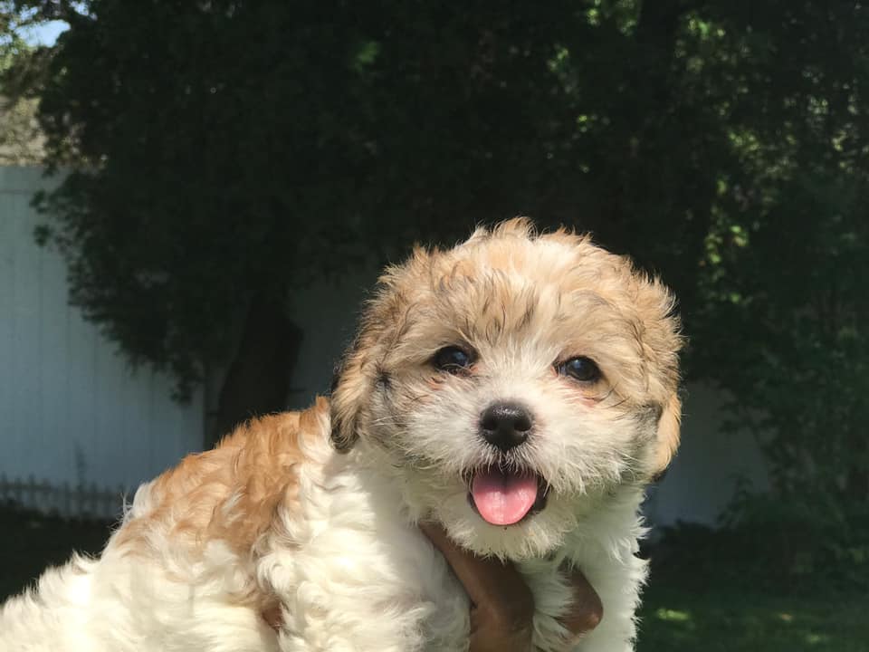 Maltipoo Breeders in New York Top 3! (2021) We Love Doodles