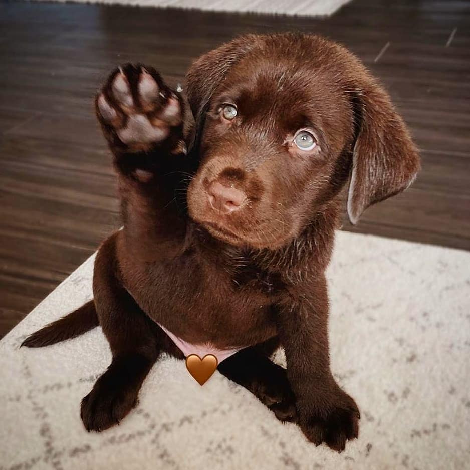 8 Best Labrador Breeders in Southern California!