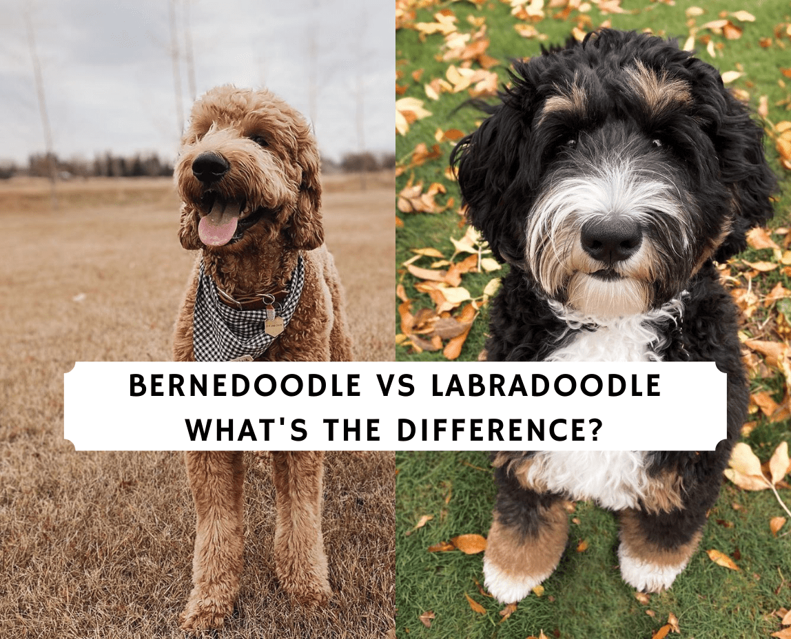 Are Bernedoodles Good Guard Dogs