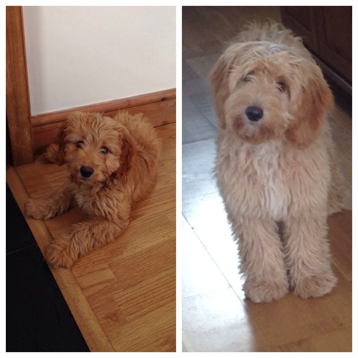 Cockapoo vs Goldendoodle Dog Breed Comparison! (2024) We Love Doodles