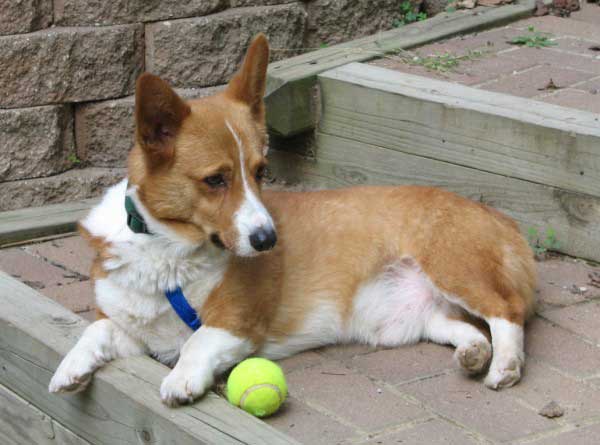 5 Best Rescues In Texas! (2021) We Love Doodles