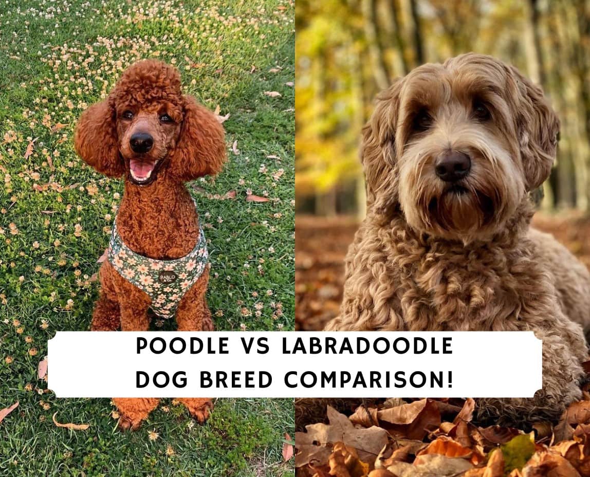 Poodle vs Labradoodle Dog Breed Comparison! (2021) We Love Doodles