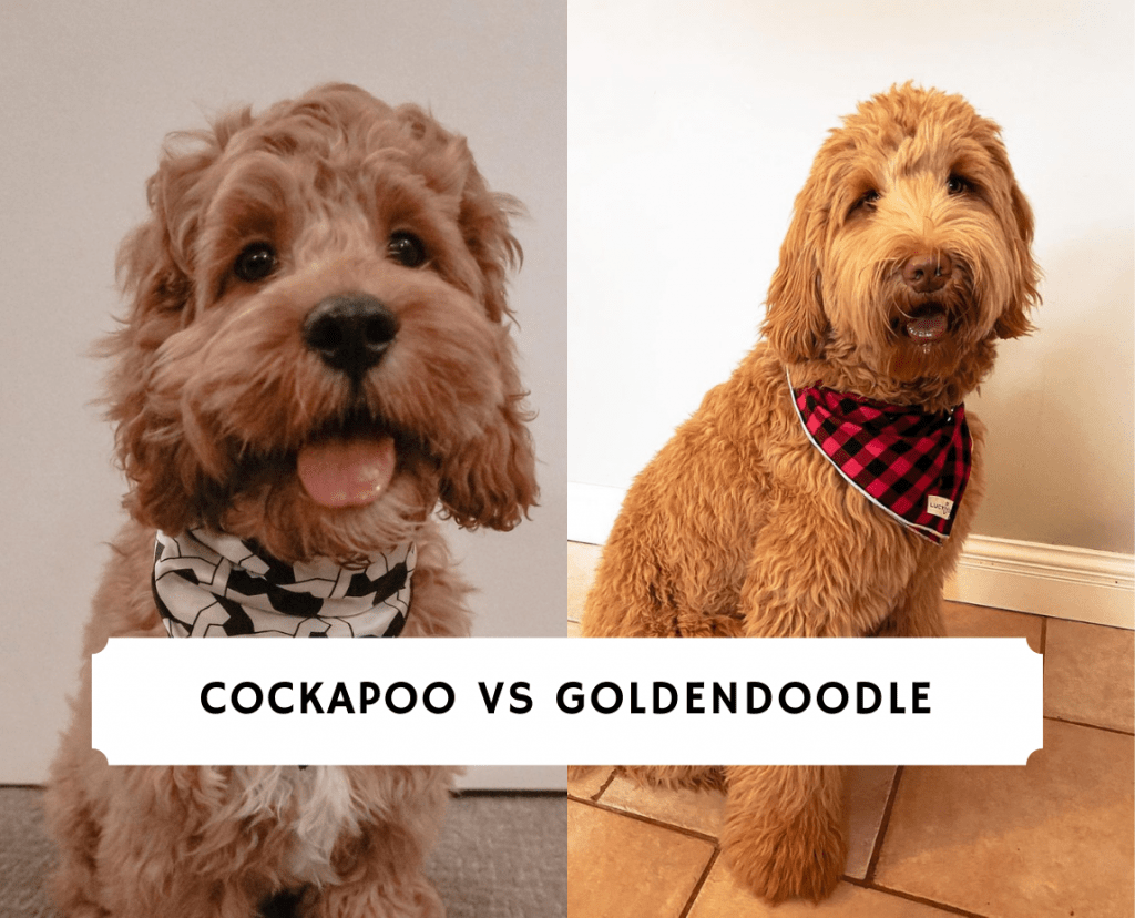 Cockapoo vs Goldendoodle Dog Breed Comparison! (2024) We Love Doodles