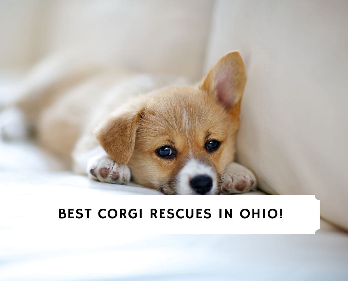 5 Best Rescues in Ohio!