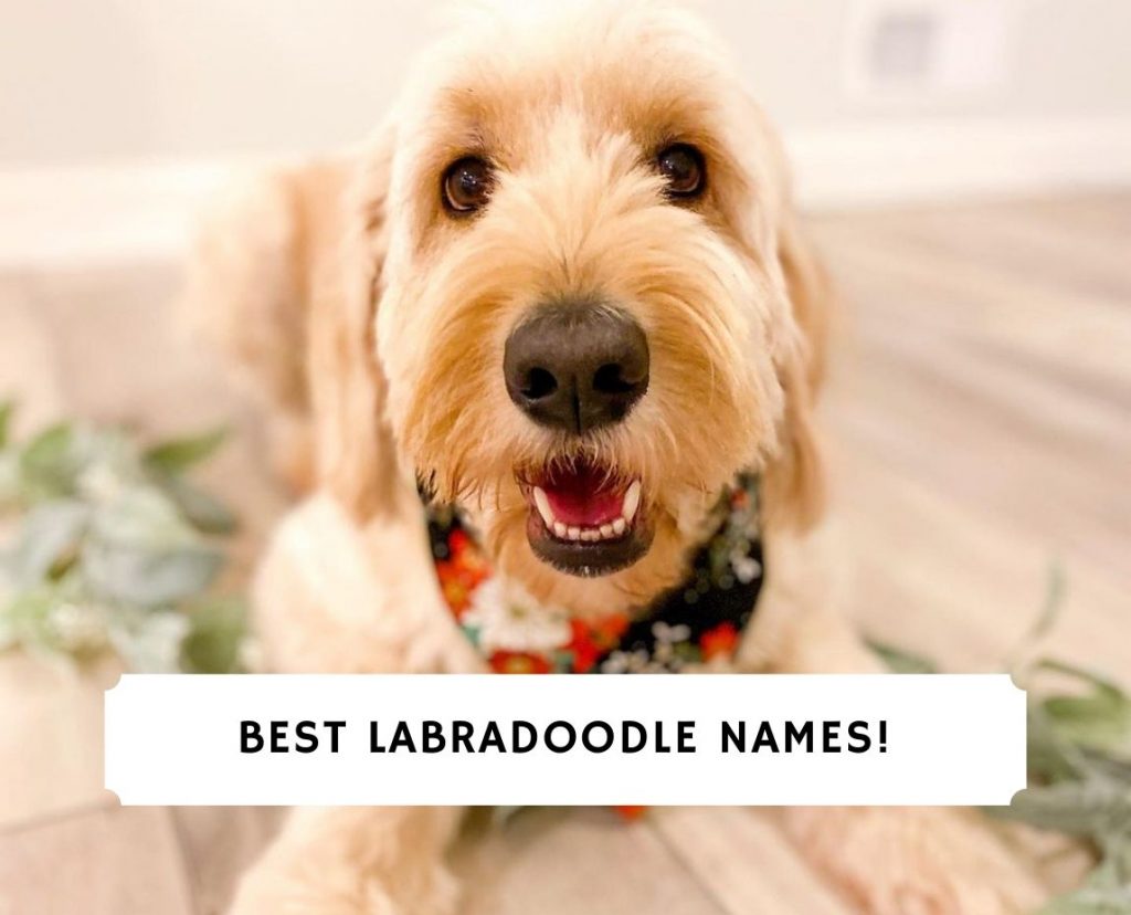 240+ Best Labradoodle Names! (2024)