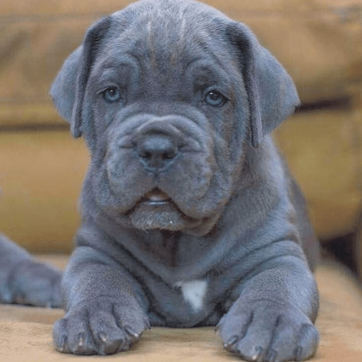 7 Best Cane Corso Breeders in New York! (2021) We Love Doodles
