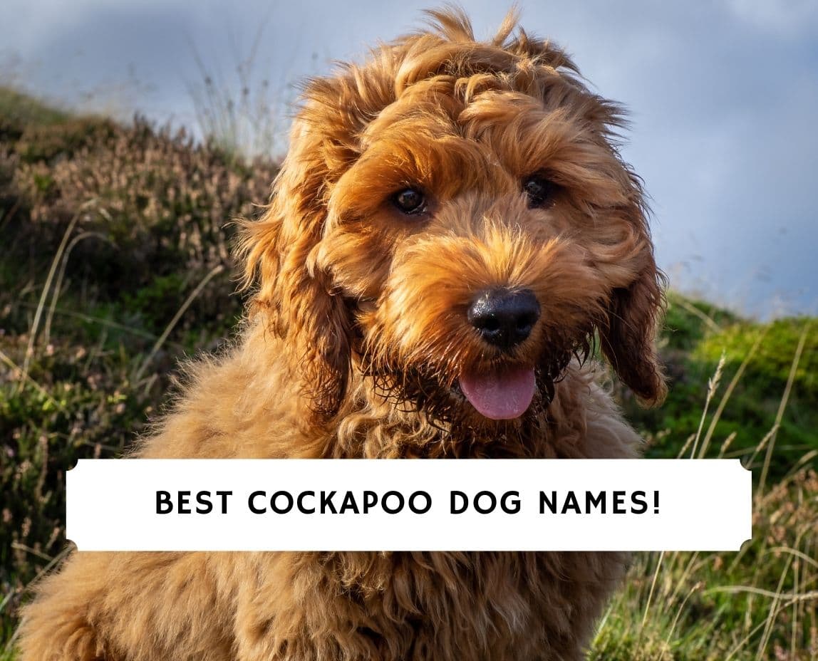 150 Best Cockapoo Dog Names! (2024) We Love Doodles