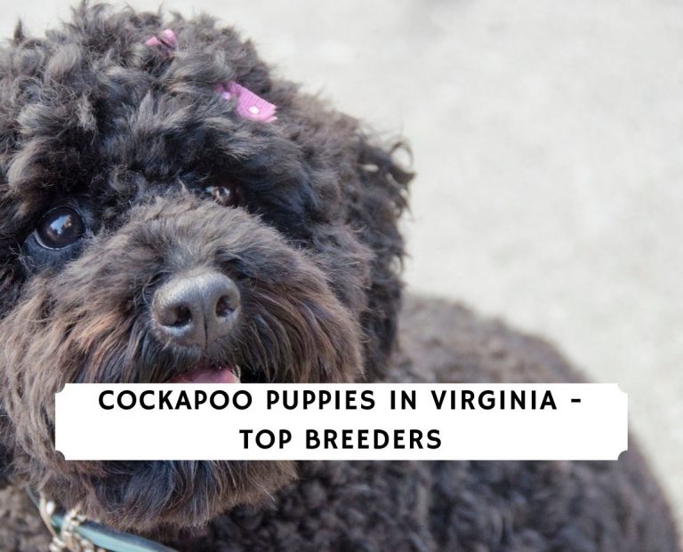 Cockapoo Puppies in Virginia Top 4 Breeders (2024) We Love Doodles
