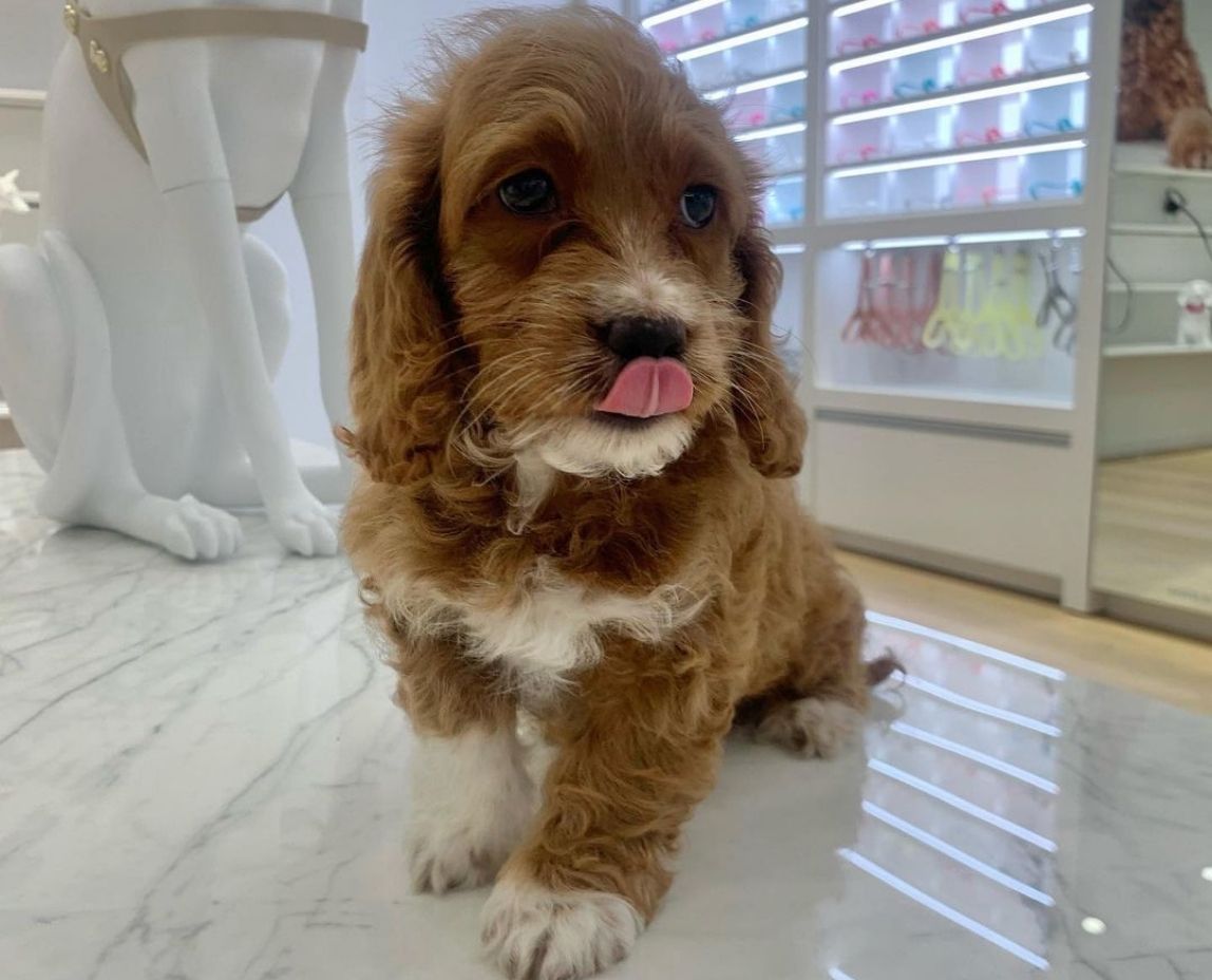Cockapoo Puppies in Wisconsin Top Breeders!