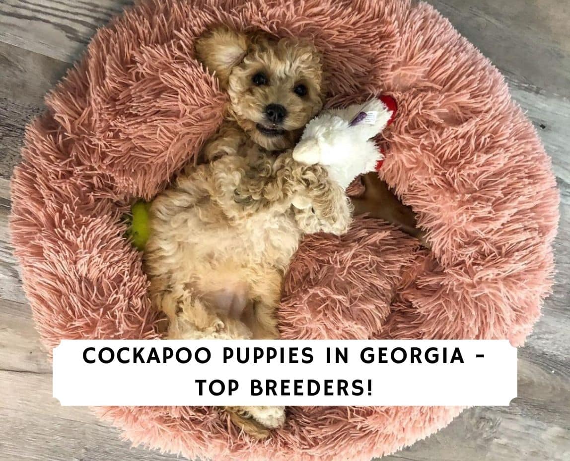 Cockapoo Puppies in Top 4 Breeders! (2023) We Love Doodles