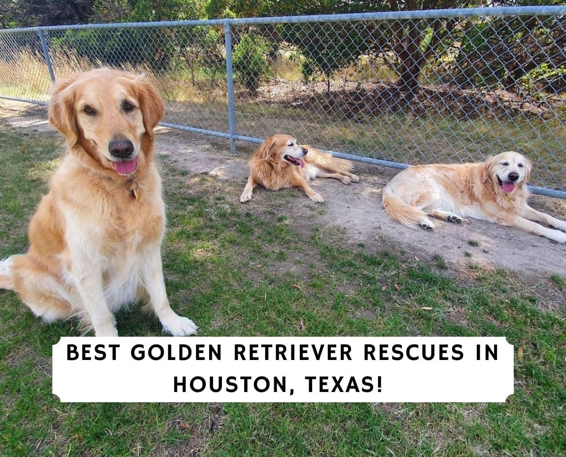 Best Golden Retriever Rescues in Houston, Texas! (2021) We