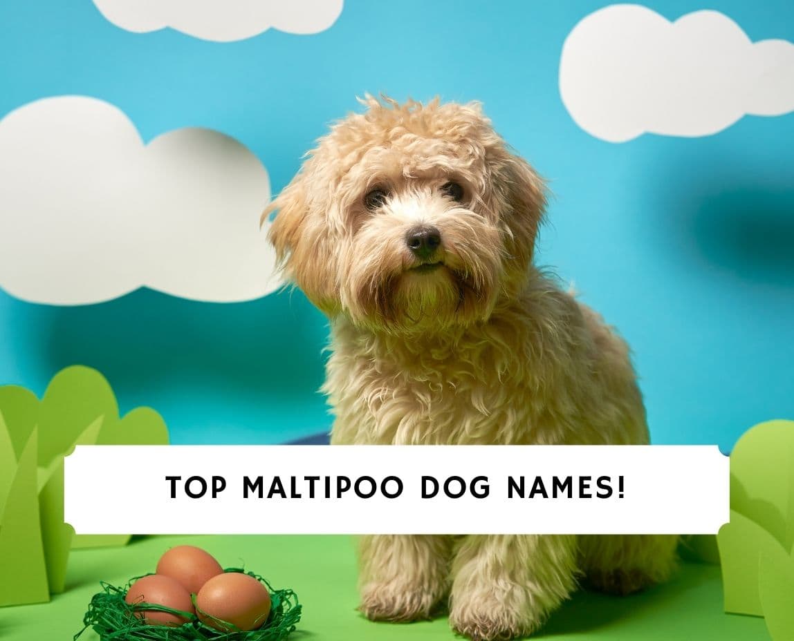 Maltipoo Pros and Cons! Should You Get This Breed? Story We Love Doodles