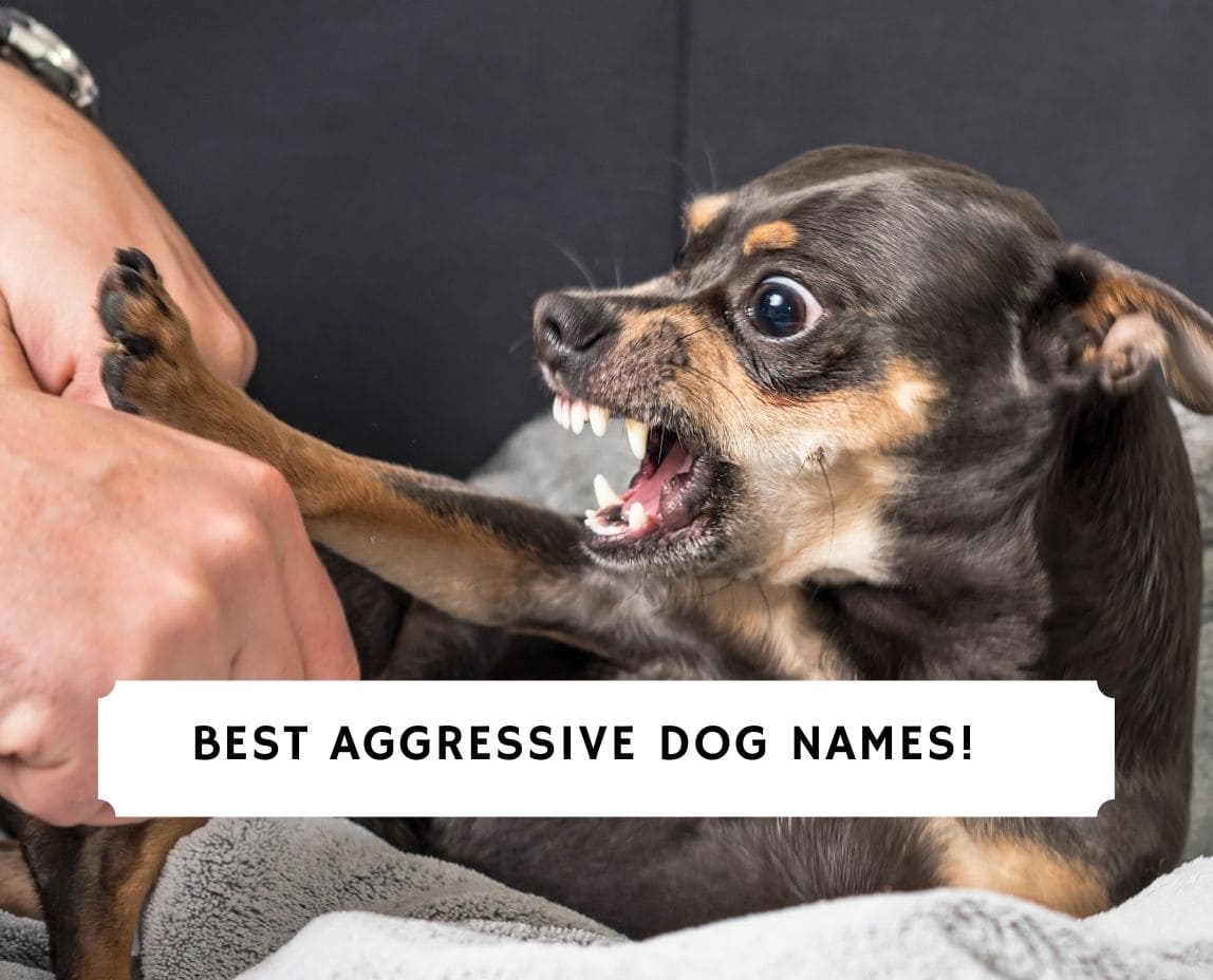 Best Aggressive Dog Names!