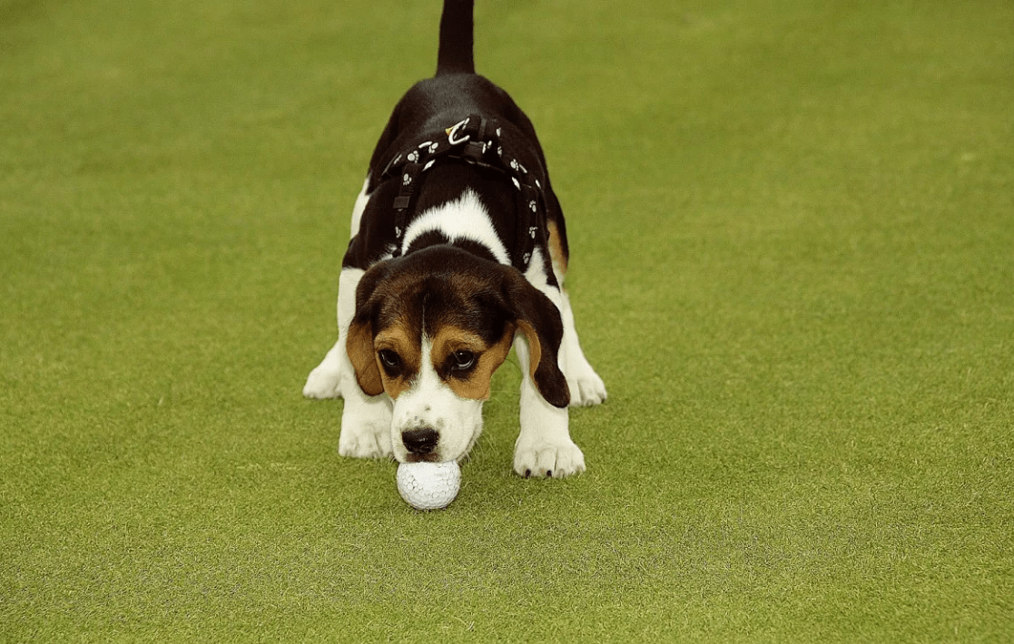 81 Best Golf Dog Names! (2024) We Love Doodles