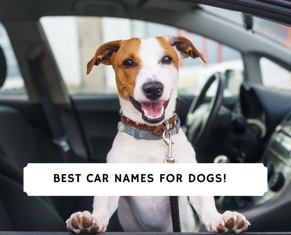 50 Best Car Names for Dogs! (2022) We Love Doodles