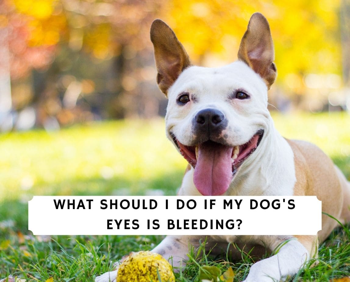 Dog Eye Bleeding What Should I Do? (2022) We Love Doodles
