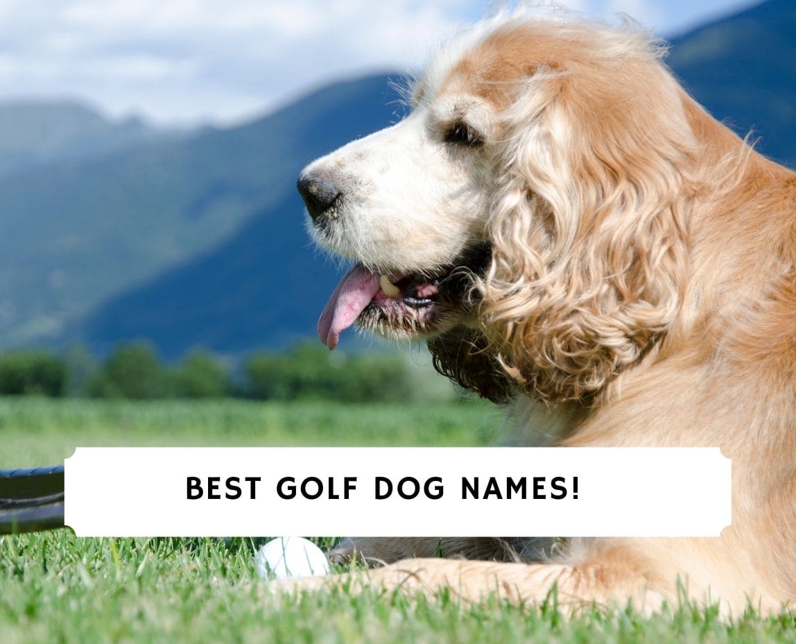 81 Best Golf Dog Names! (2024) We Love Doodles