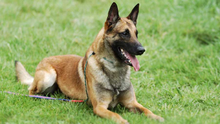 100 Best Belgian Malinois Dog Names! (2023) We Love Doodles