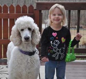 7 Best Havapoo Rescues For Adoption! (2022) - We Love Doodles