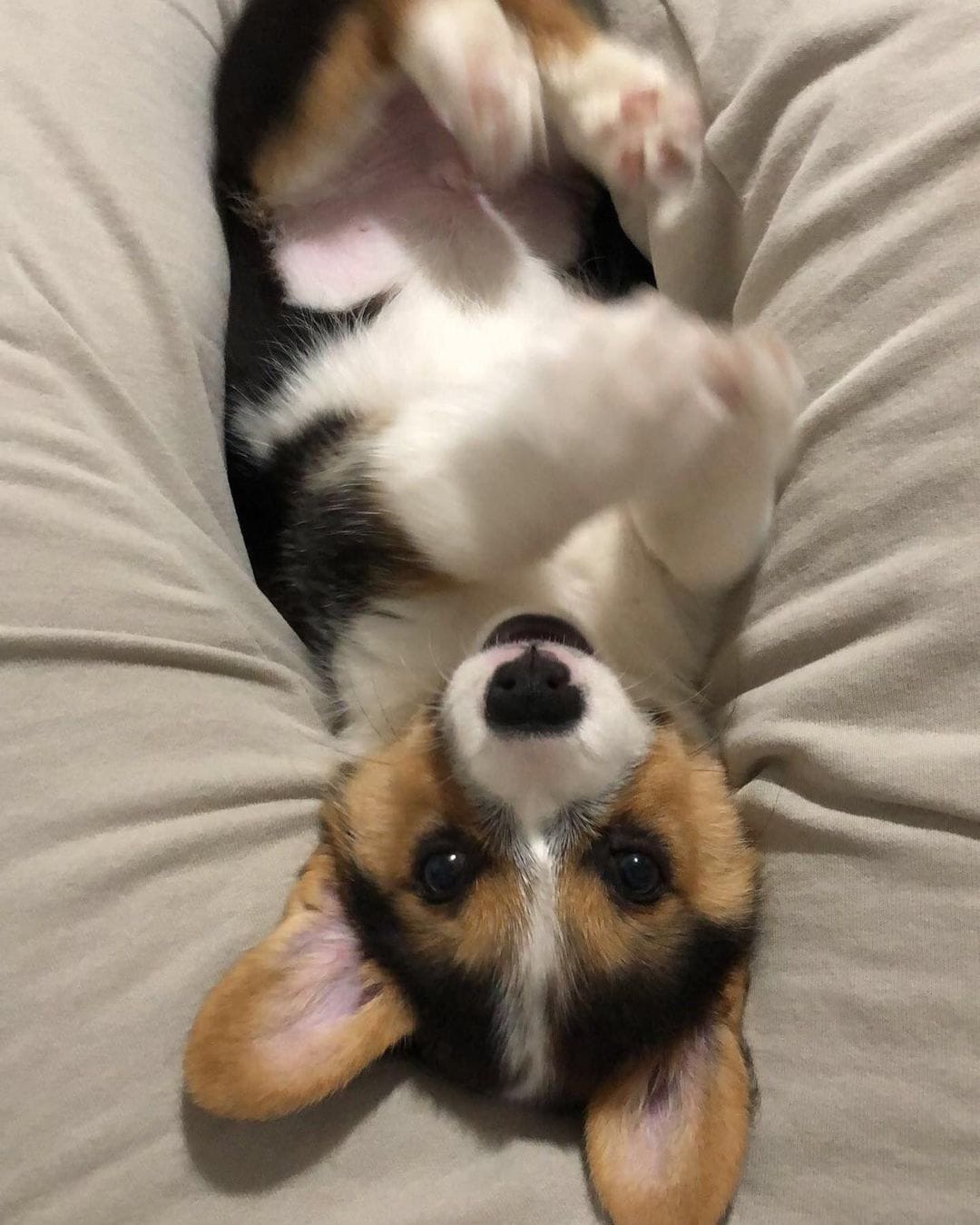 Best Dog Bed for a Top 6 Picks!