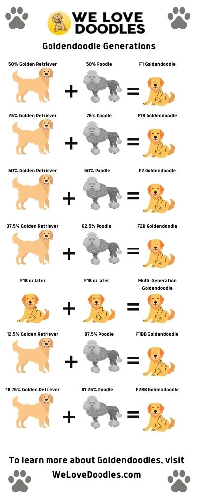 Goldendoodle Breed Information, Facts, Images!